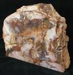 Richly Colored Petrified Wood Section - Madagascar #16901-1
